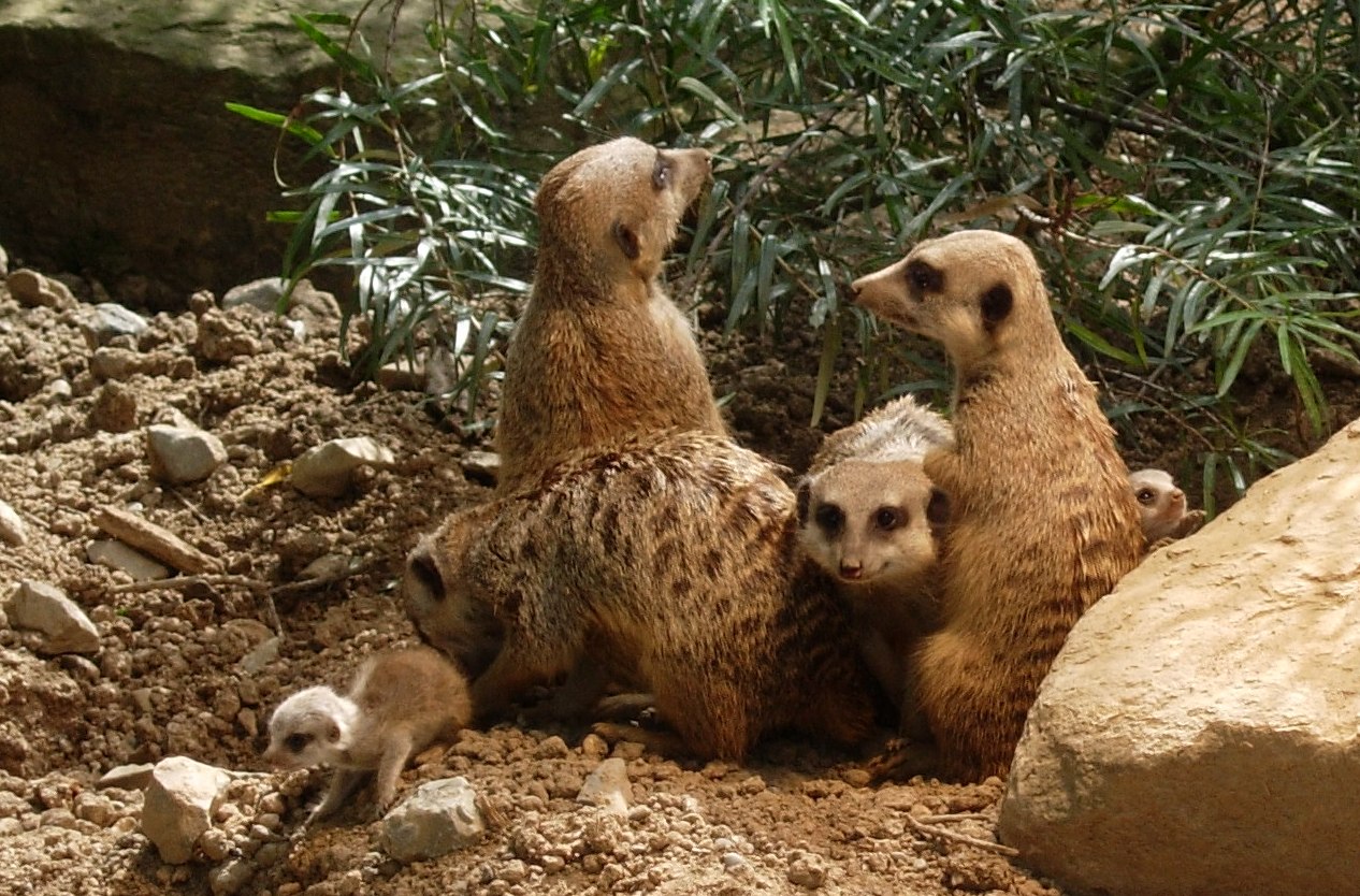 Erdmännchen Nachwuchs