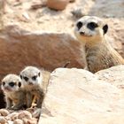 Erdmännchen-Nachwuchs im Tierpark Sababurg