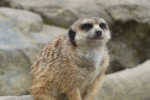 Erdmännchen oder Erdmännchenweibchen oder Erdweibchen...