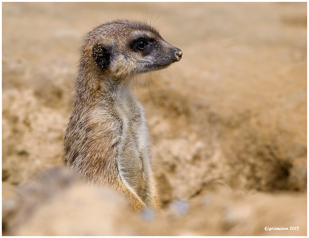 erdmännchen oder sandmännchen ?.....