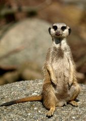 Erdmännchen Outdoor im Zoo Basel