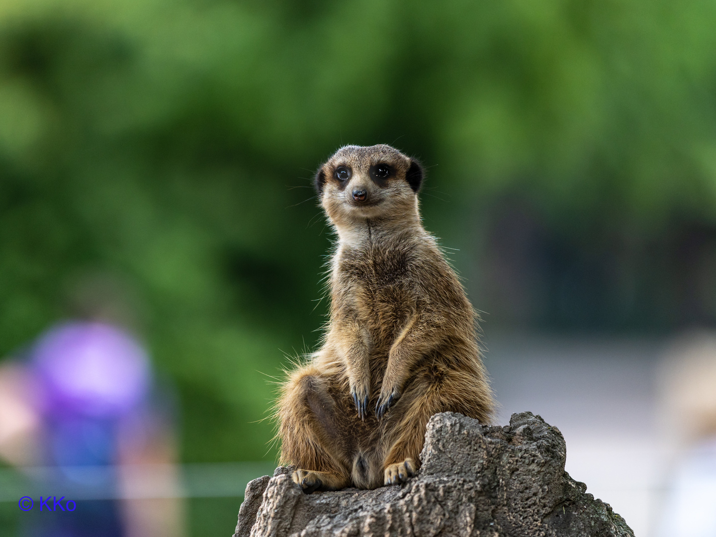 Erdmännchen passt auf