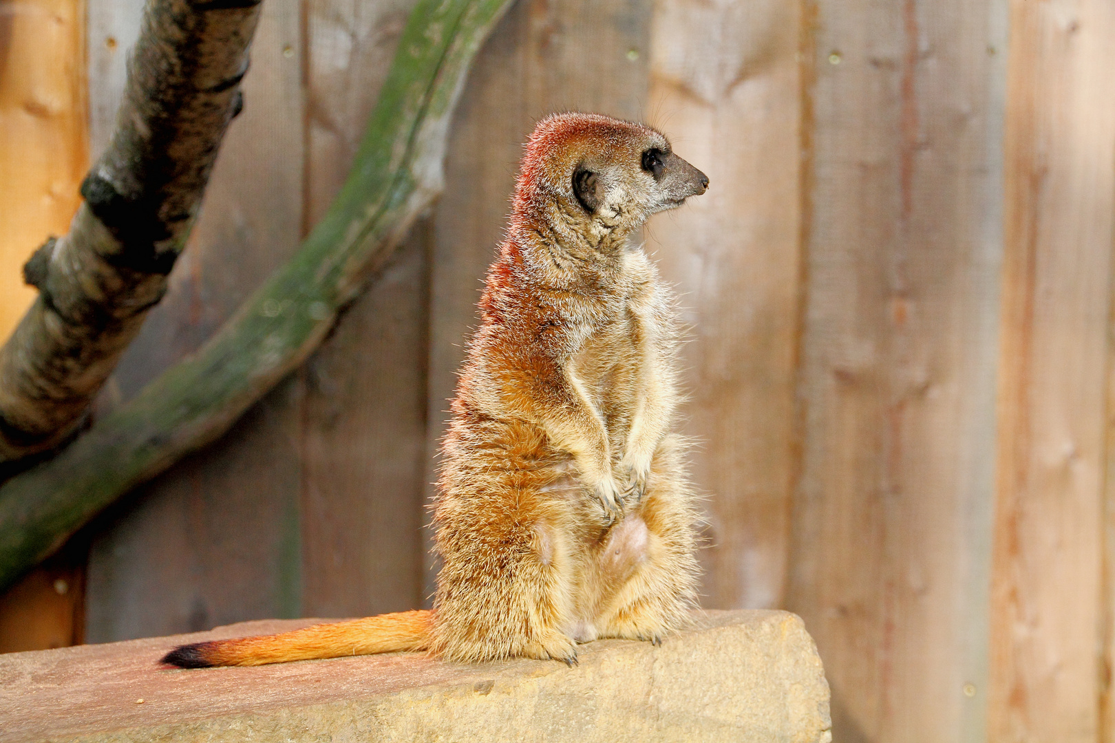 Erdmännchen, Pause muss auchsein