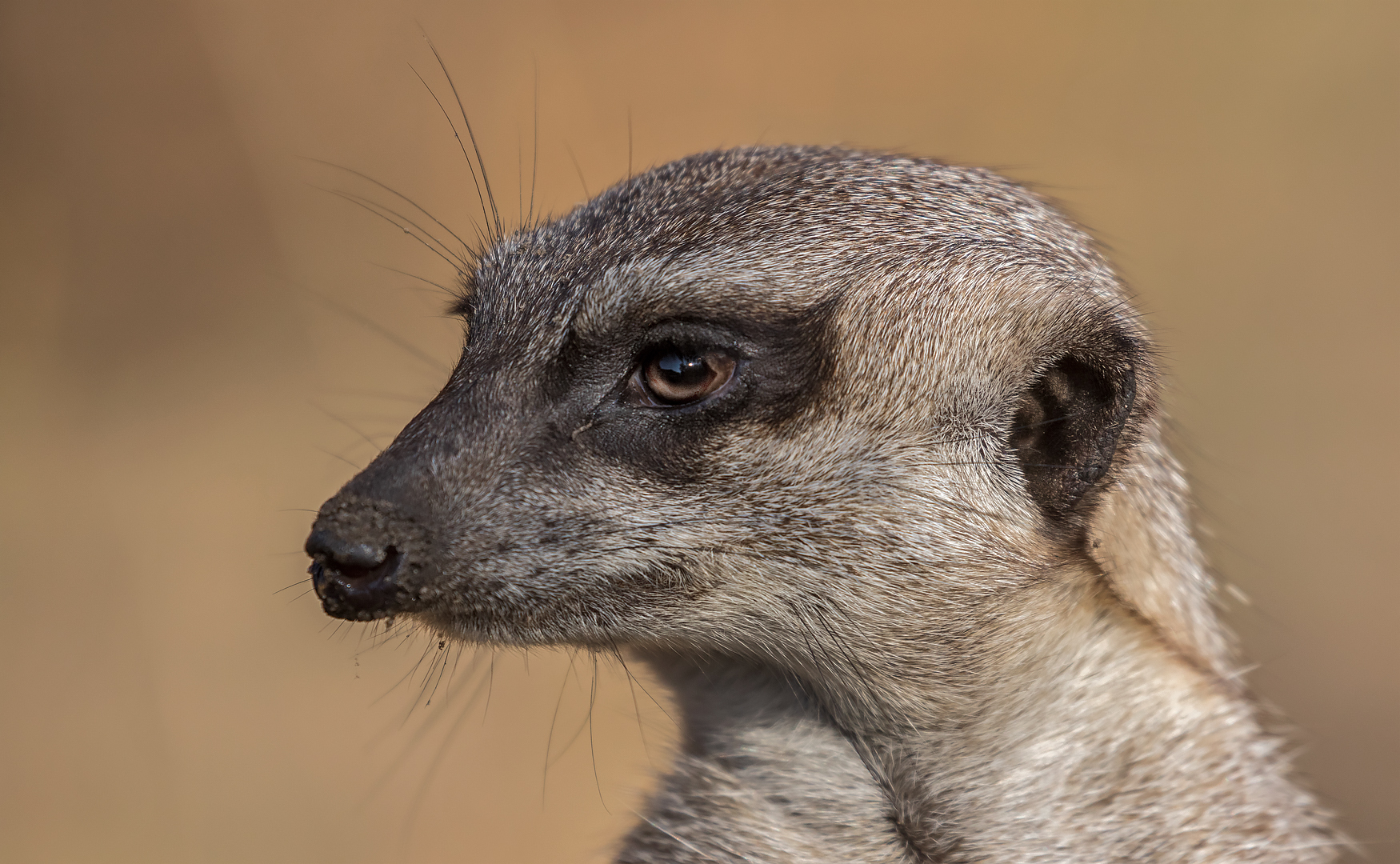 Erdmännchen Portrait 001