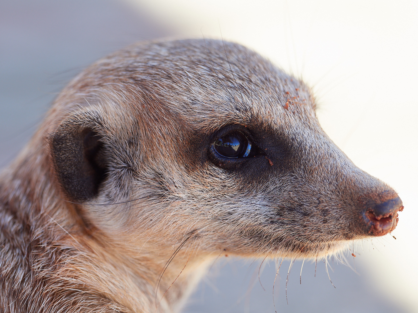 Erdmännchen-Portrait