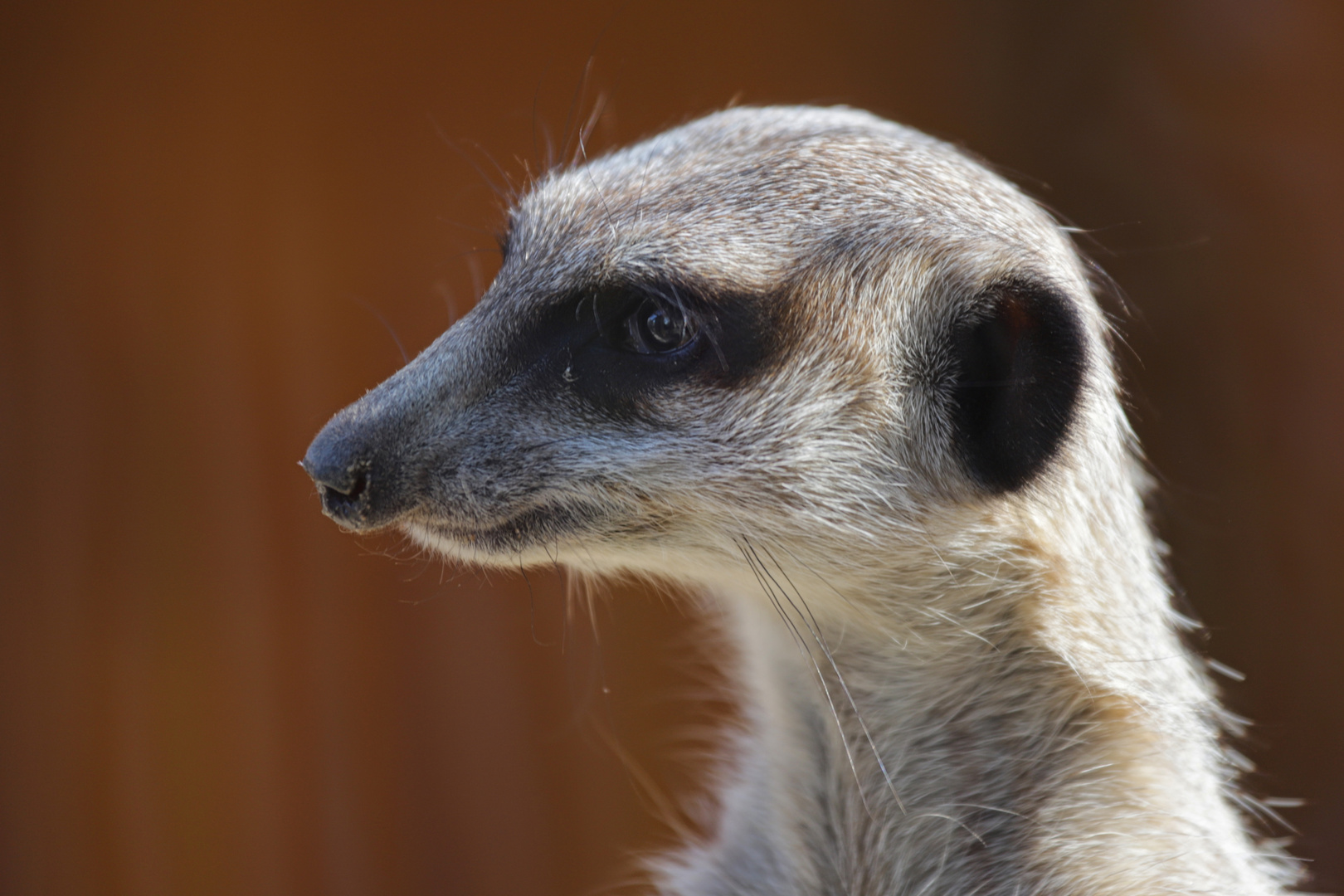 Erdmännchen-Portrait (2018_04_21_EOS 6D Mark II_1403_ji)