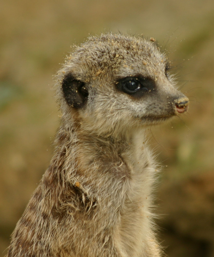 Erdmännchen-Portrait :-)