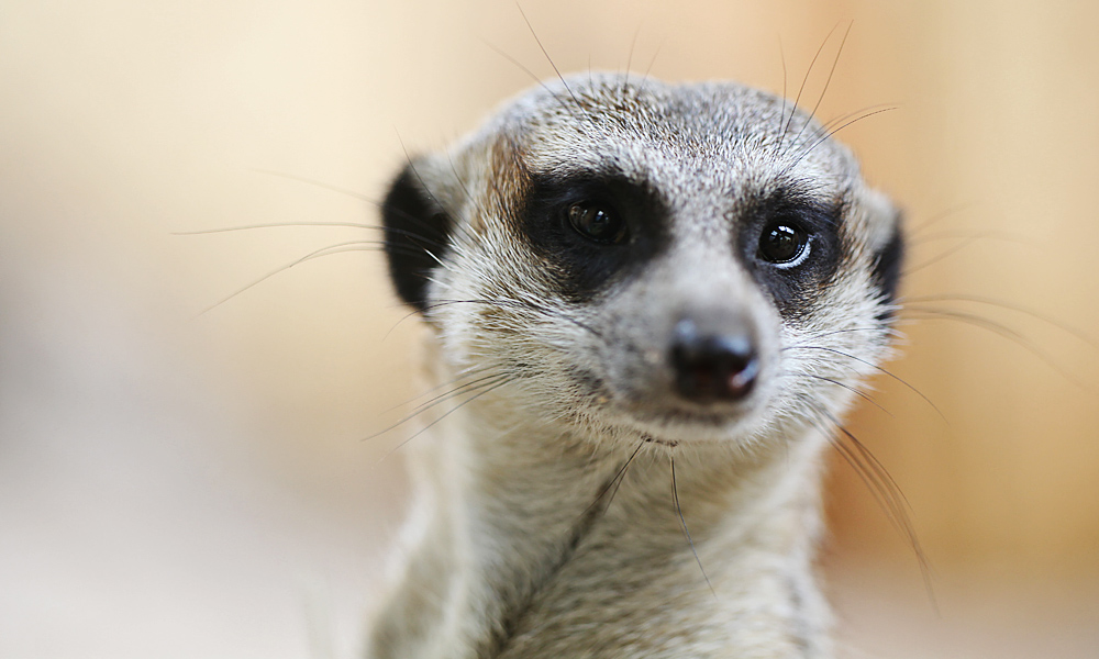 Erdmännchen Portrait