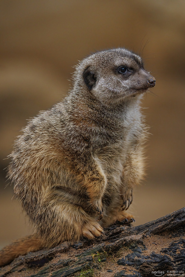 Erdmännchen Portrait