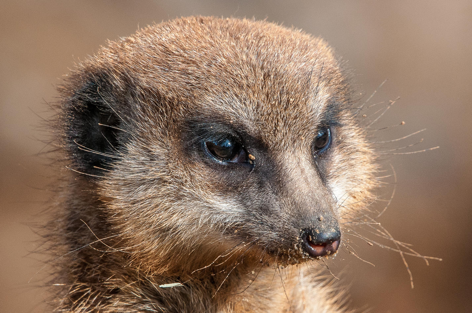 Erdmännchen Portrait