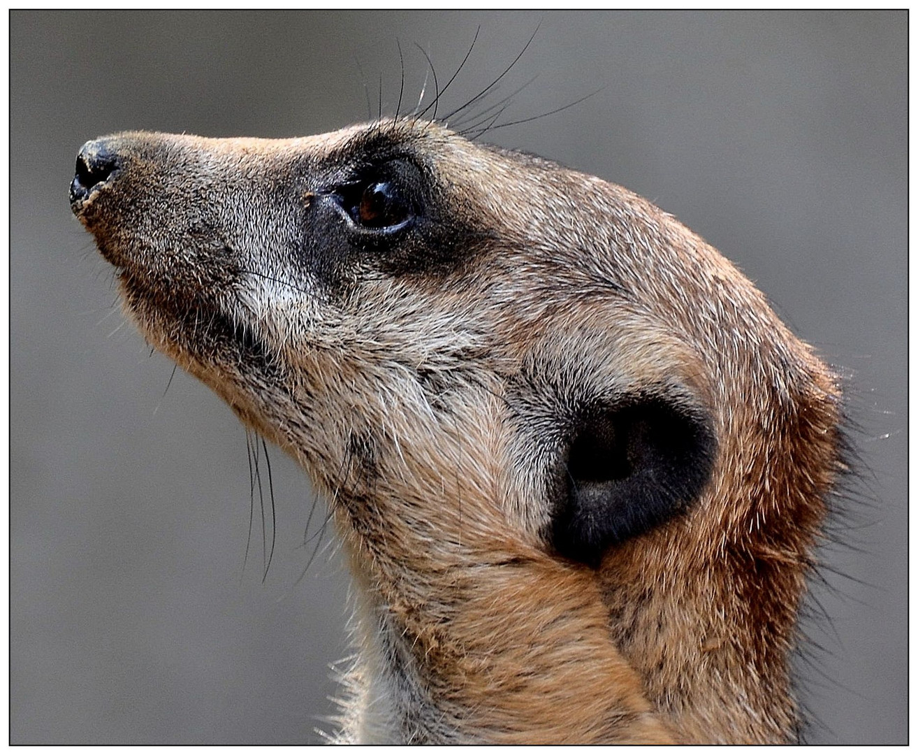 Erdmännchen - Portrait -