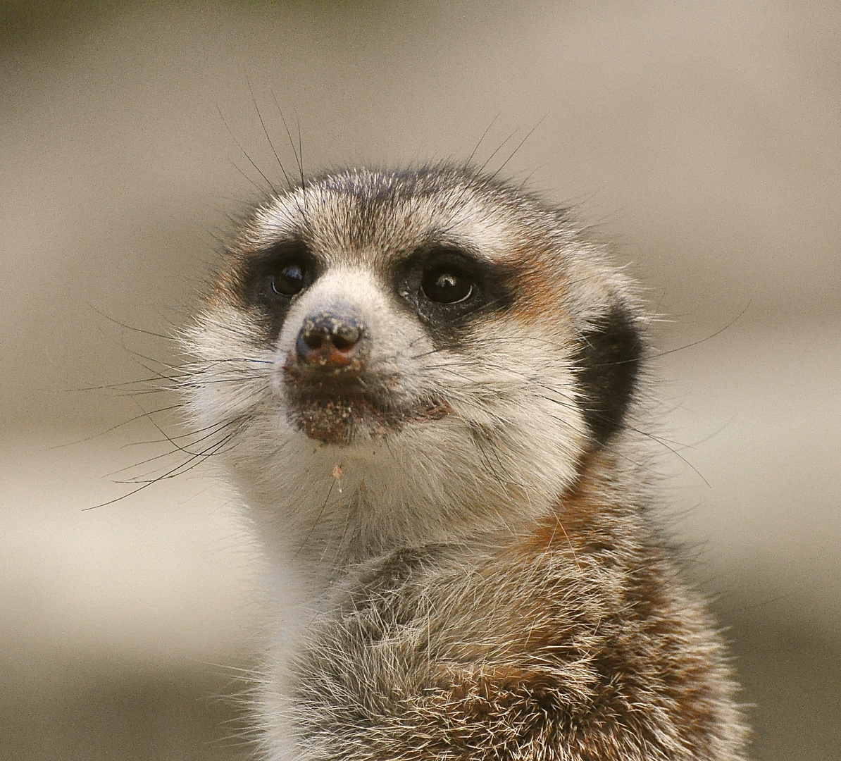 Erdmännchen Portrait