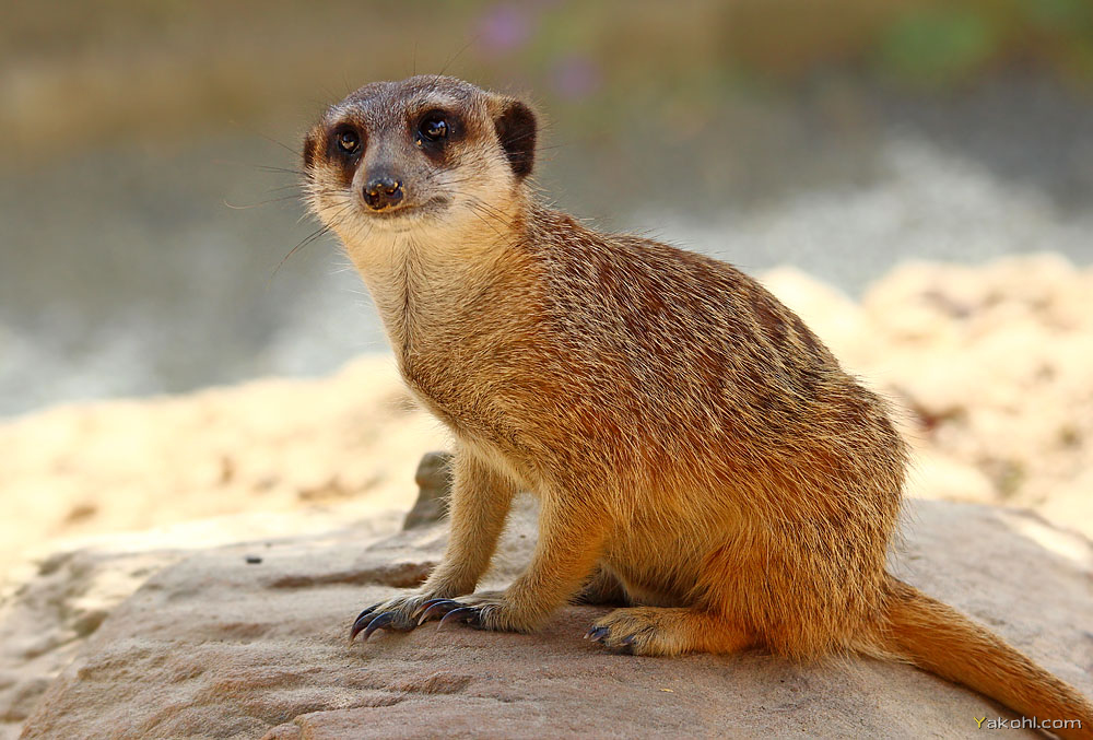 Erdmännchen-Portrait