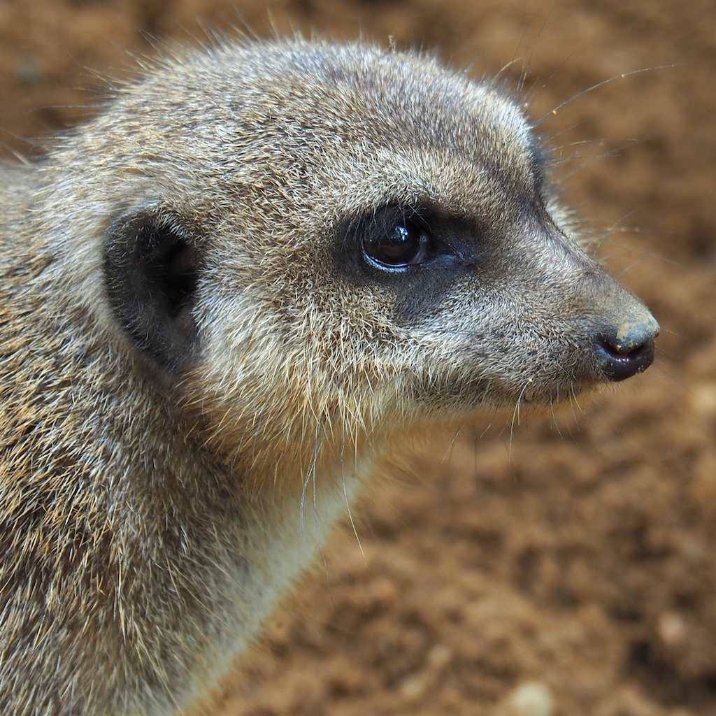 ERDMÄNNCHEN-PORTRAIT