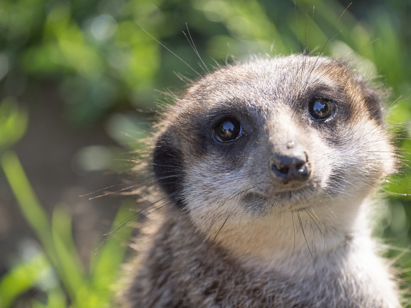 ~ Erdmännchen Portrait ~