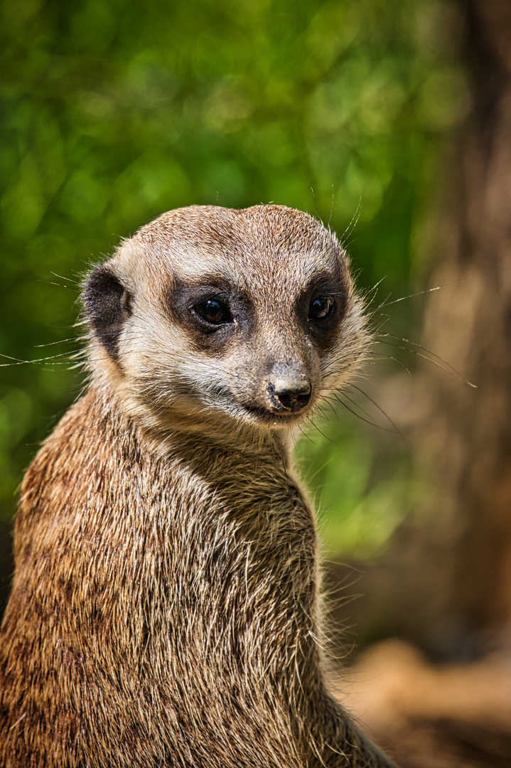 Erdmännchen-Portrait