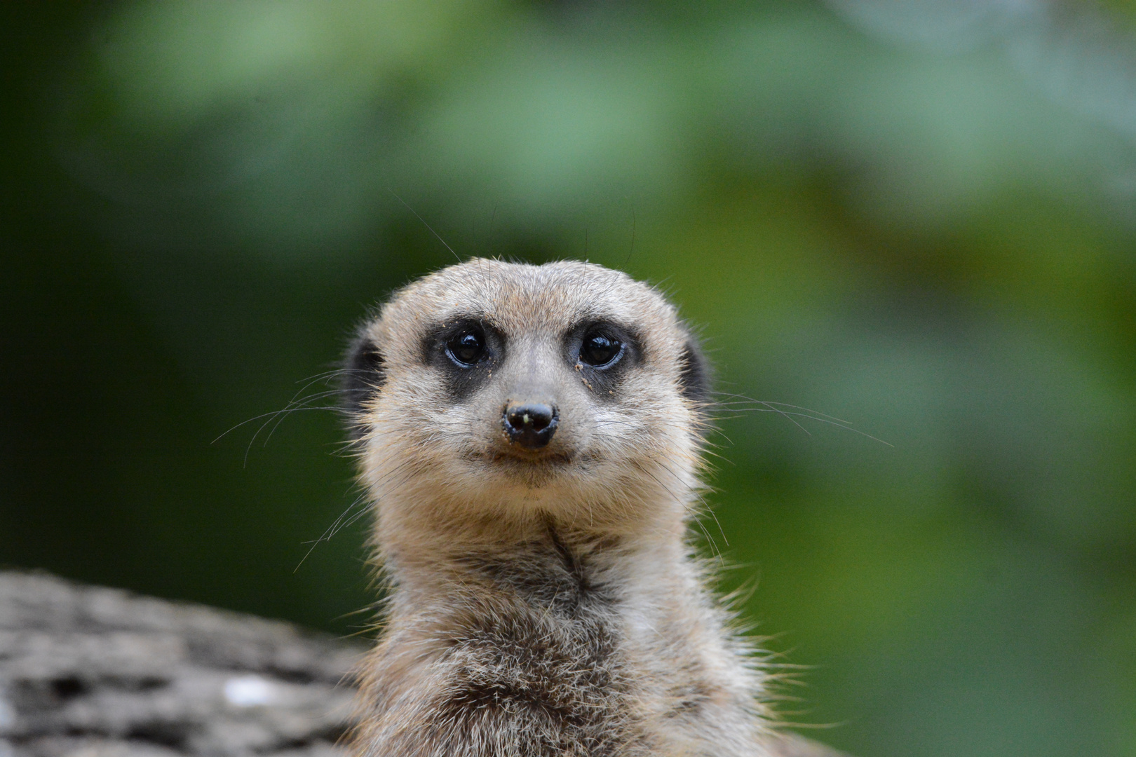 Erdmännchen-Portrait