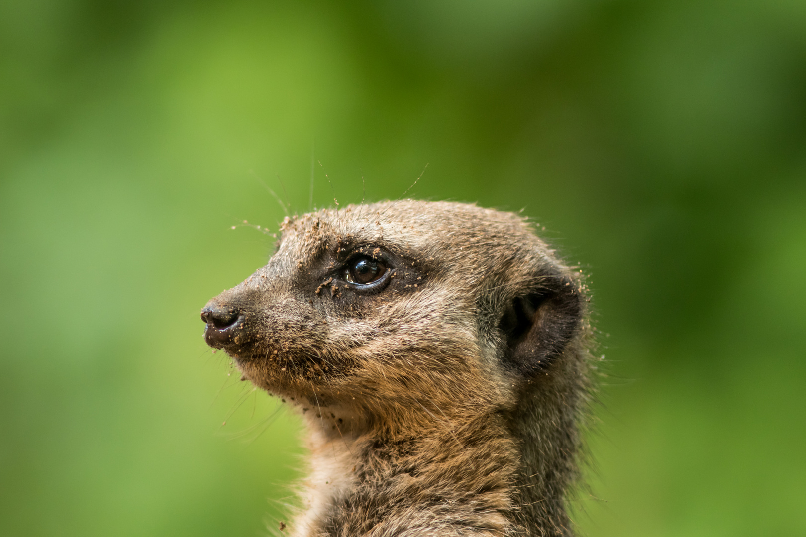 Erdmännchen Portrait 