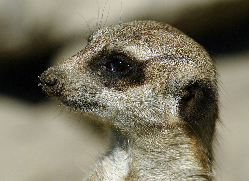 Erdmännchen Portrait