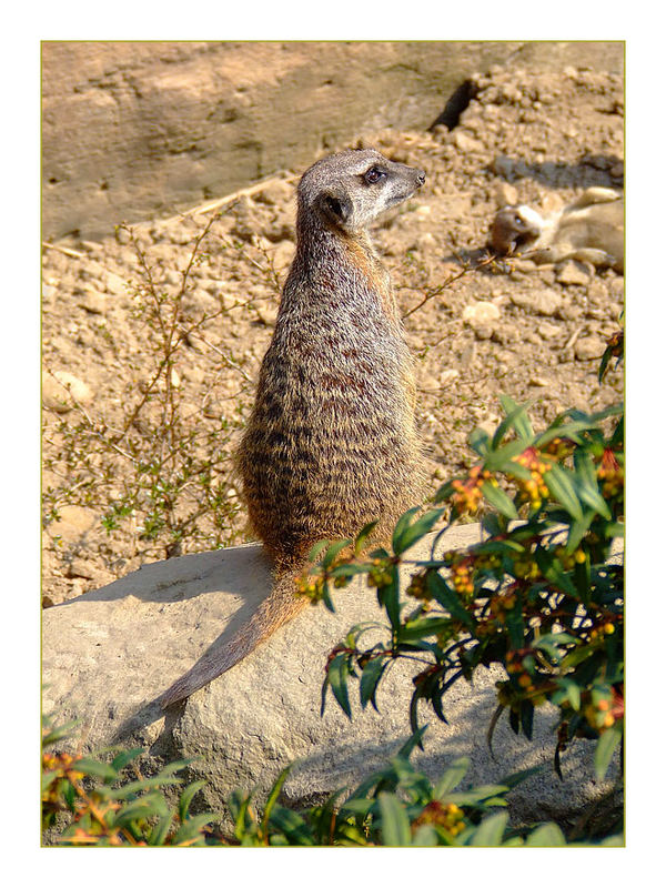 Erdmännchen Portrait