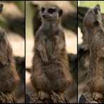 Erdmännchen Posing-Pano