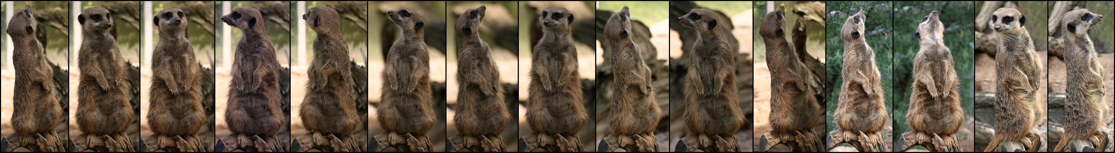 Erdmännchen Posing-Pano