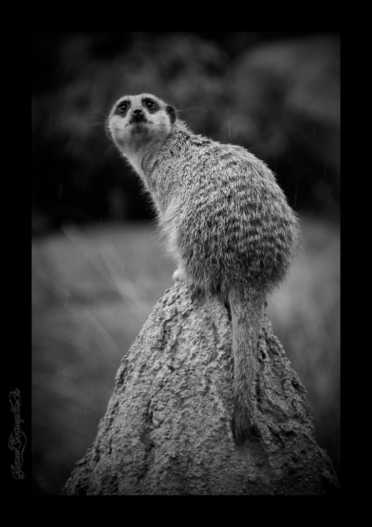 Erdmännchen Posing (Zoo Leipzig)