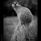 Erdmännchen Posing (Zoo Leipzig)