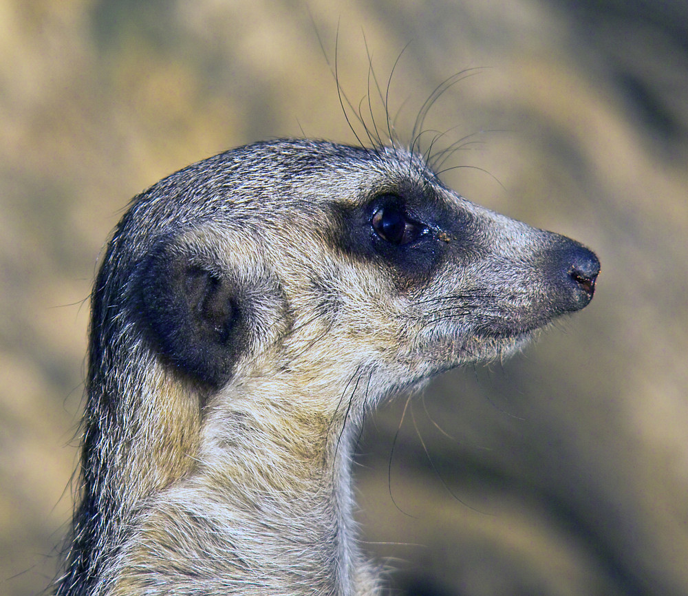 Erdmännchen Profil Porträt