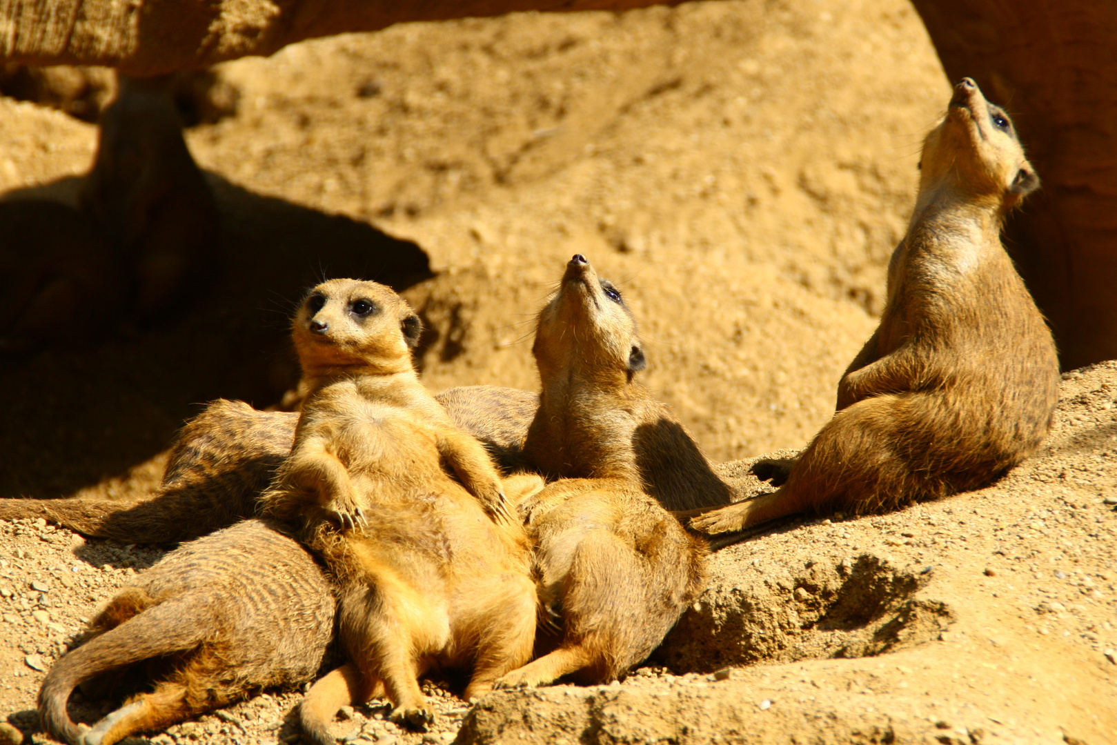 Erdmännchen relaxen