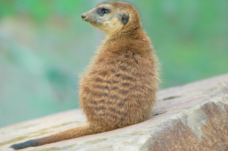 Erdmännchen Rückenportrait