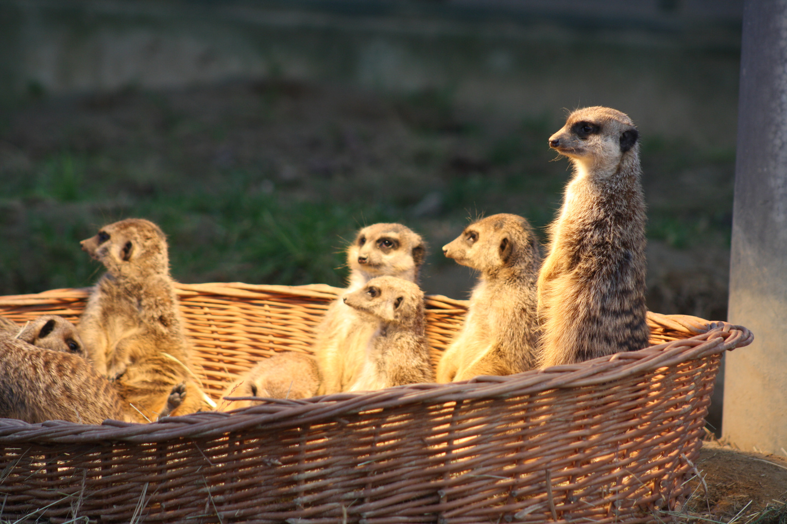 Erdmännchen schlaue und lustige Tiere