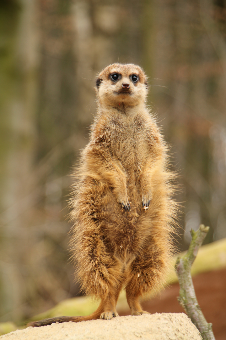 Erdmännchen sei wachsam :-)