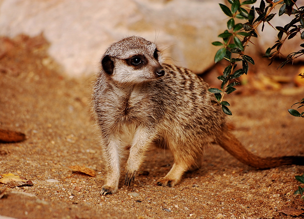 Erdmännchen sind im Zoo Chemnitz eingezogen