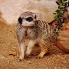 Erdmännchen sind im Zoo Chemnitz eingezogen