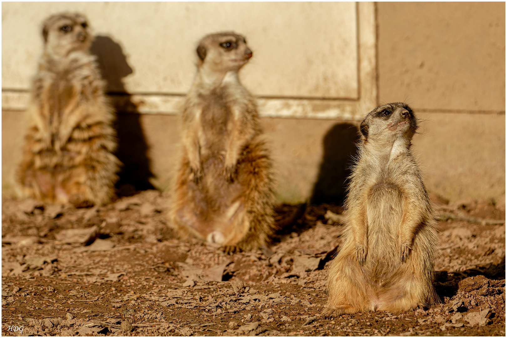 Erdmännchen sind ja (2) ...