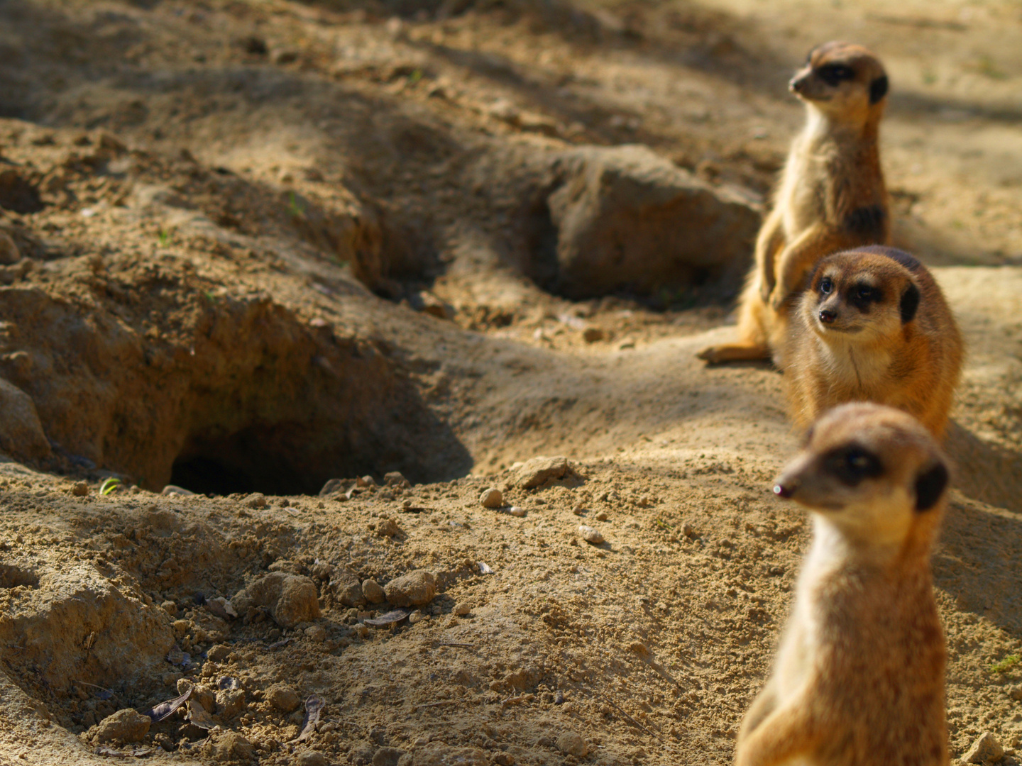 Erdmännchen sind Raubtiere =)