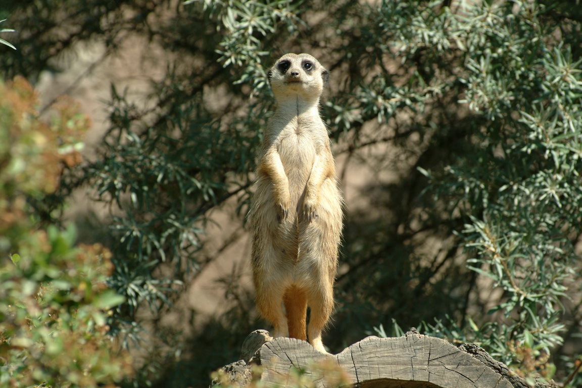 Erdmännchen sind schön süss