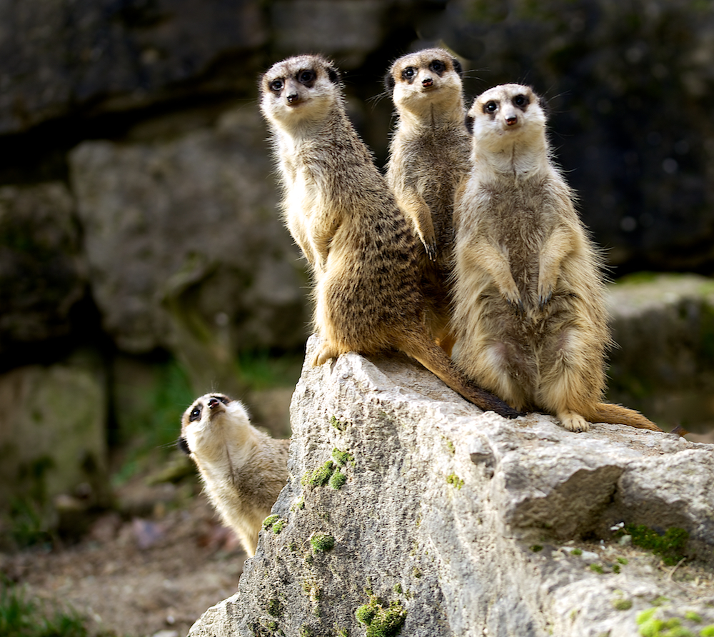 Erdmännchen sind "süchtig" nach Aussicht wie hier im Opel-Zoo bei Kronberg im Taunus.