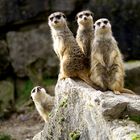 Erdmännchen sind "süchtig" nach Aussicht wie hier im Opel-Zoo bei Kronberg im Taunus.