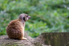 Erdmännchen steht Schmiere