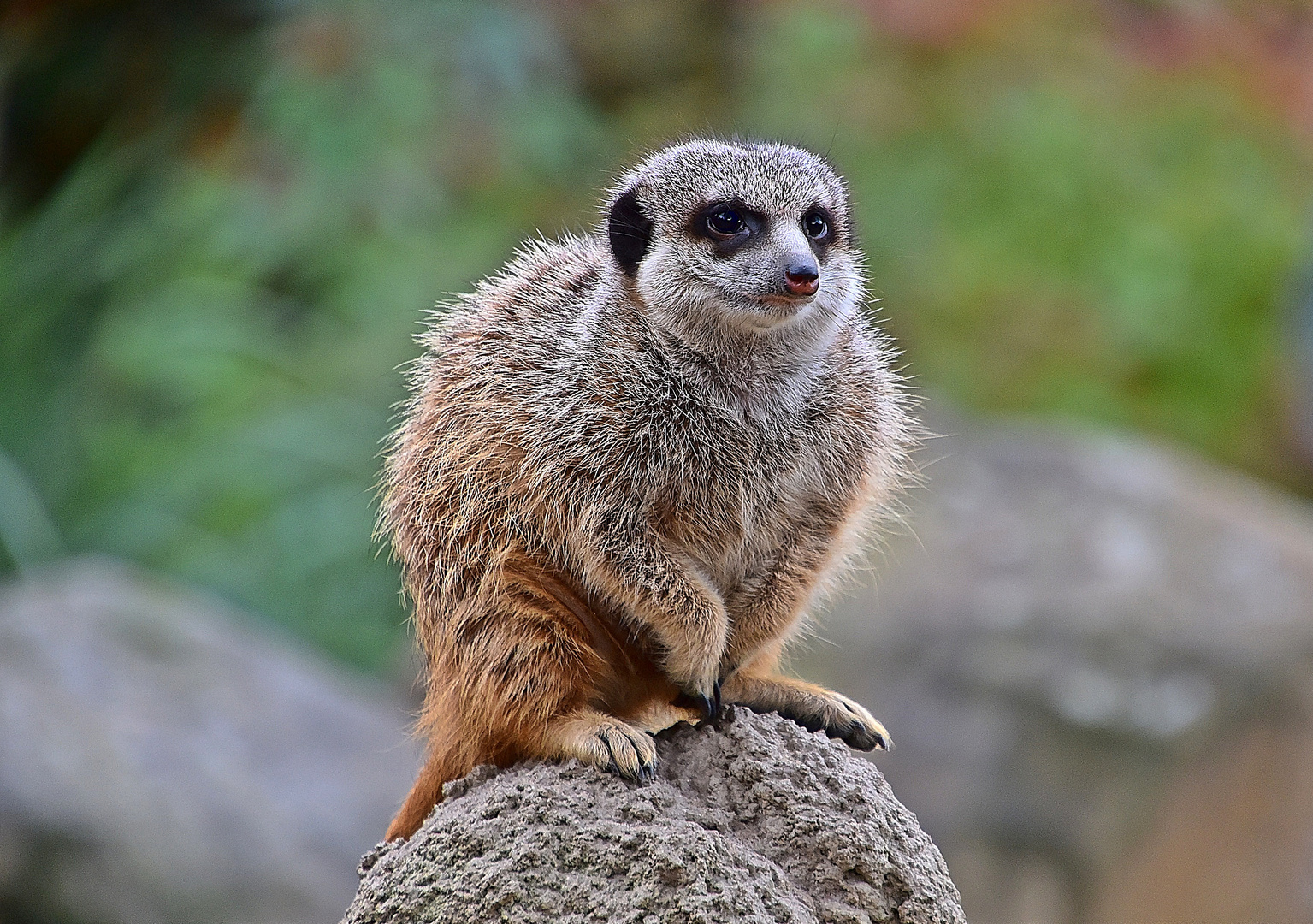 Erdmännchen (Suricata suricatta)