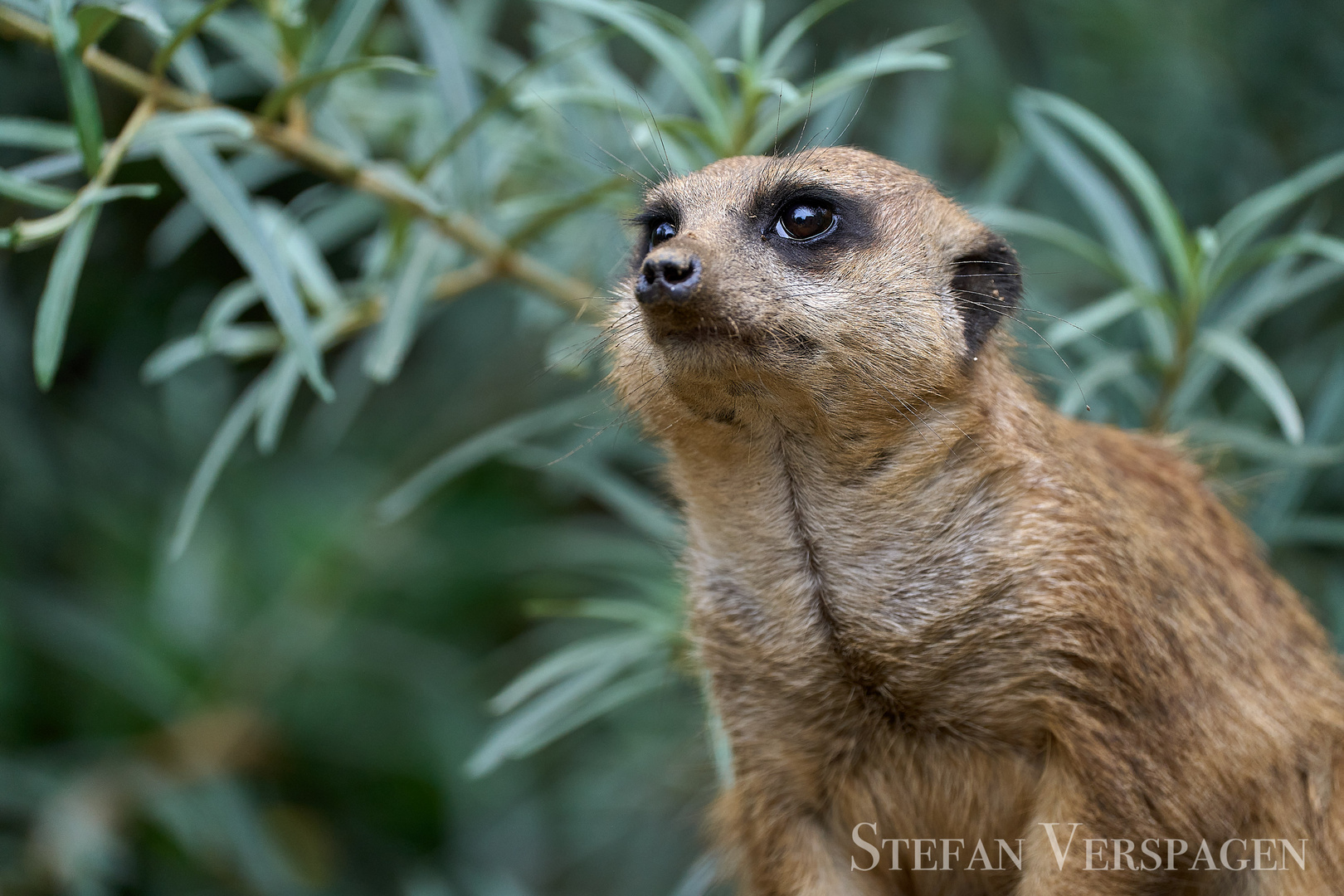 Erdmännchen (Suricata suricatta)