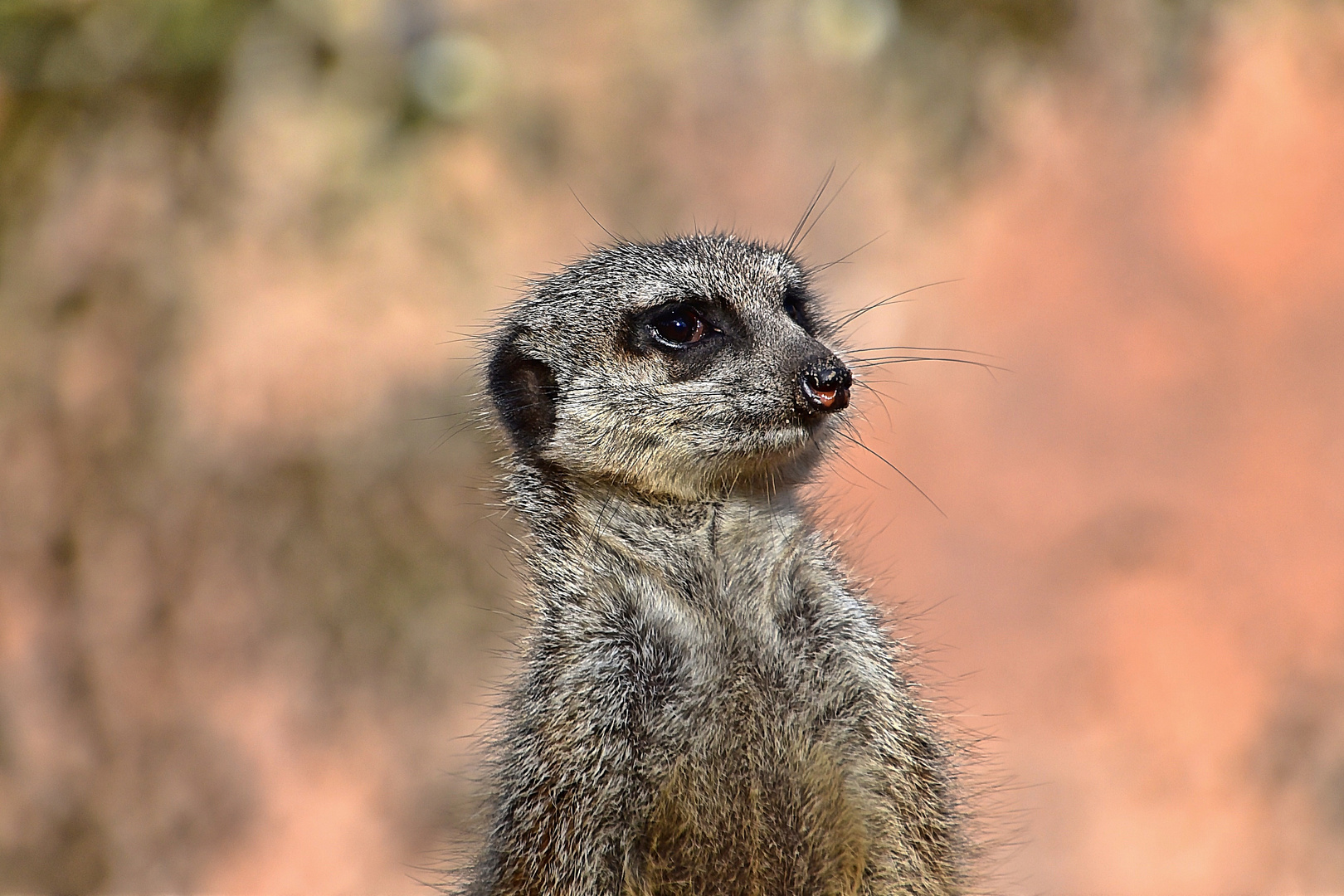 Erdmännchen (Suricata suricatta)