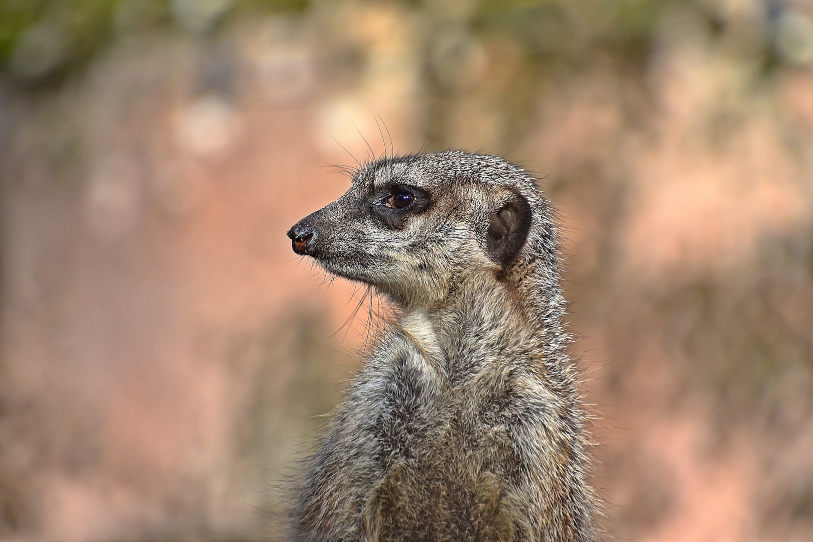 Erdmännchen (Suricata suricatta)