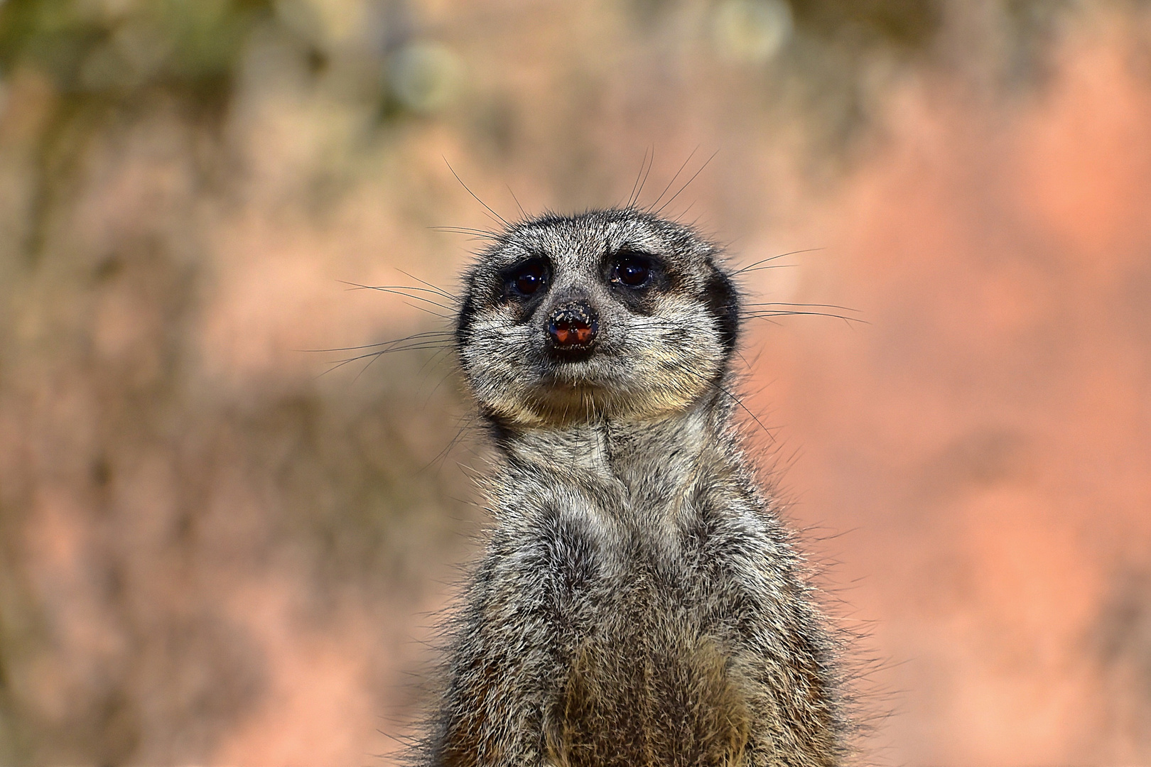  Erdmännchen (Suricata suricatta)