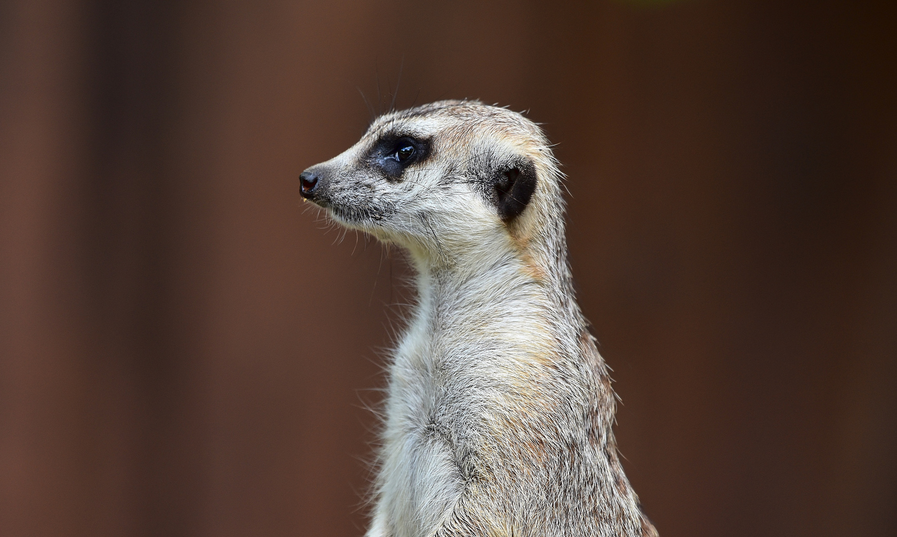 Erdmännchen (Suricata suricatta)