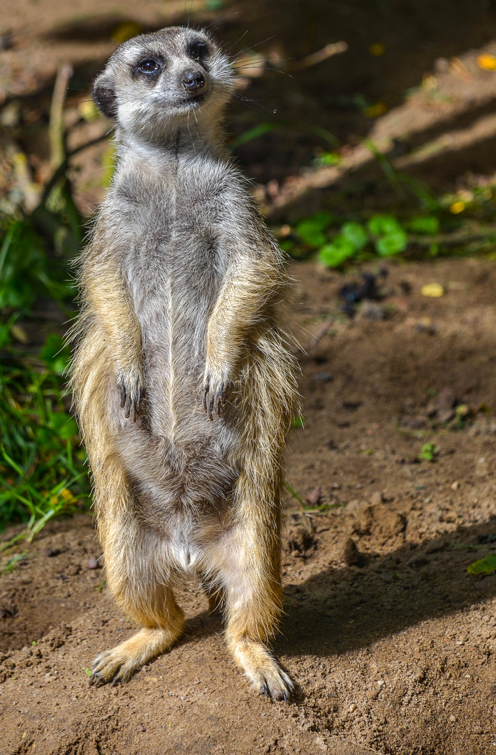 Erdmännchen (Suricata suricatta)