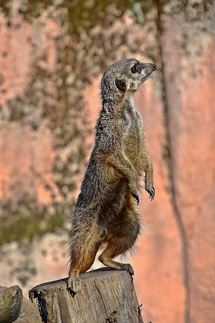 Erdmännchen (Suricata suricatta)