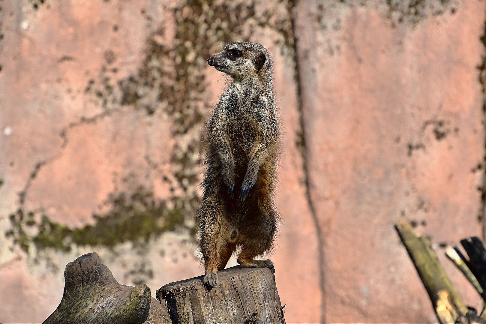 Erdmännchen (Suricata suricatta)